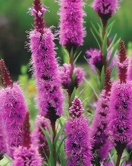 Gayfeather Seeds Liatris Spicata Perennial Flower