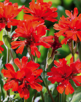 Lychnis Seeds Lychnis Chalcedonica Perennial Flower Scarlet Blooms