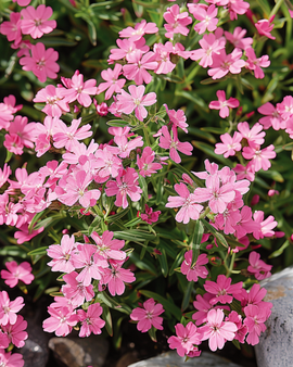 Rock Soapwort Seeds Saponaria Ocymoides Perennial