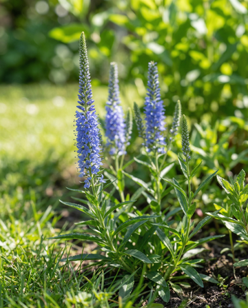 Speedwell Blue (Veronica spicata) – perennial flower seeds from SeedsChoice