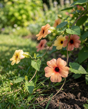Black Eyed Susan African Sunset (Thunbergia alata) – perennial mix seeds from SeedsChoice