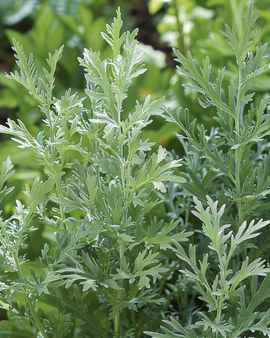 Artemisia Absinthium Seeds Artemisia Absinthium Perennial Herb