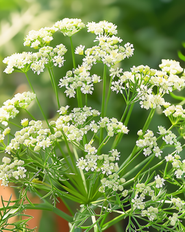 Anise Seeds Pimpinella Anisum Annual Herb Culinary