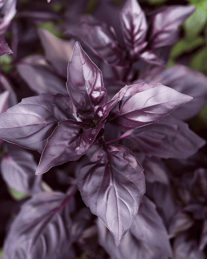 Sweet Basil Dark Opal seeds (Ocimum basilicum) – annual herb