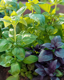 Sweet Basil Mixed Seeds Ocimum Basilicum Annual Herb Mix