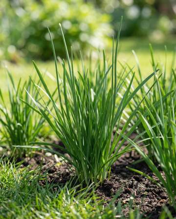 Garlic Chives White (Allium tuberosum) – perennial herb seeds from SeedsChoice