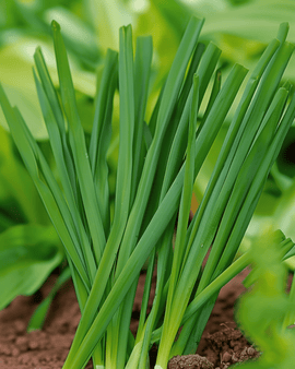 Welsh Onion Seeds Allium Fistulosum Perennial Winterhecke