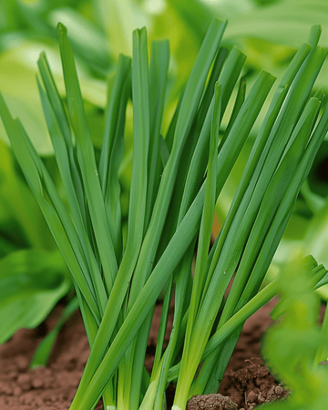 Welsh Onion Winterhecke seeds (Allium fistulosum) – perennial vegetable