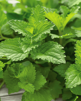 Lemon Balm Seeds Melissa Officinalis Perennial Herb Herbal Tea