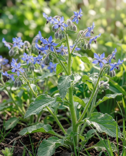Borage Edible (Borago officinalis) – annual herb seeds from SeedsChoice