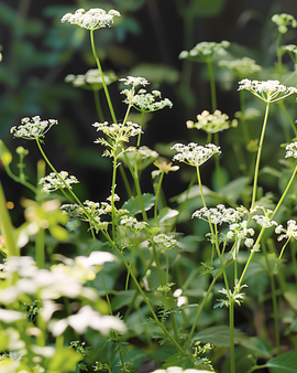 Cumin Seeds Cuminum Cyminum Annual Herb