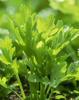 Lovage Seeds Levisticum Officinale Perennial Herb Soup Herb