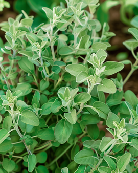 Sweet Marjoram Seeds Majorana Hortensis Annual Herb