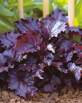 Perilla Seeds Shiso Red Leaved Perilla Frutescens Annual Herb