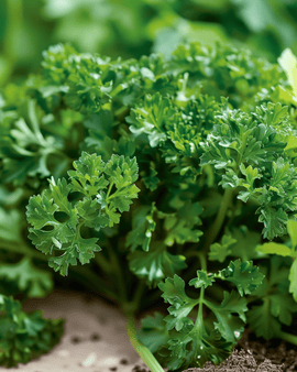 Curled Parsley Seeds Petroselinum Crispum Biennial