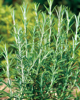 Rosemary Common Seeds Rosmarinus Officinalis Perennial Herb