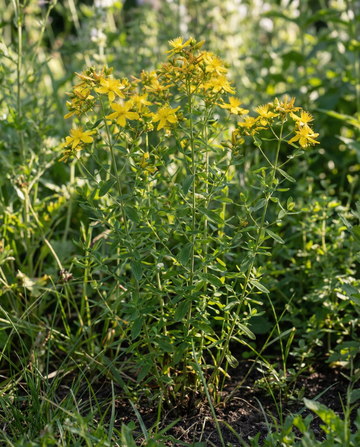 St. John's Wort (Hypericum perforatum) – perennial herb seeds from SeedsChoice