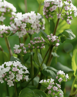 Herb Seeds Valeriana Officinalis Perennial