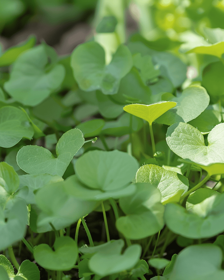 Watercress Garden seeds (Nasturtium officinale) – perennial herb