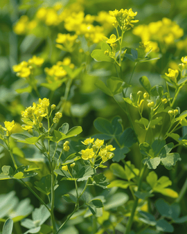 Rue Seeds Ruta Graveolens Perennial Herb