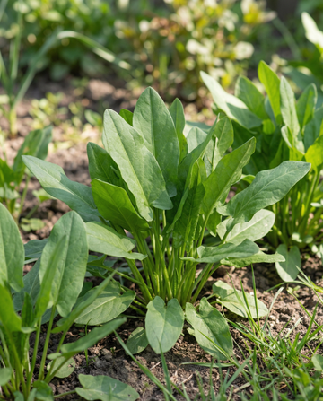 Sorrel (Rumex acetosa) – perennial herb seeds from SeedsChoice