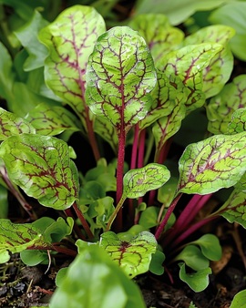 Red Veined Sorrel Seeds Rumex Sanguineus Perennial Herb