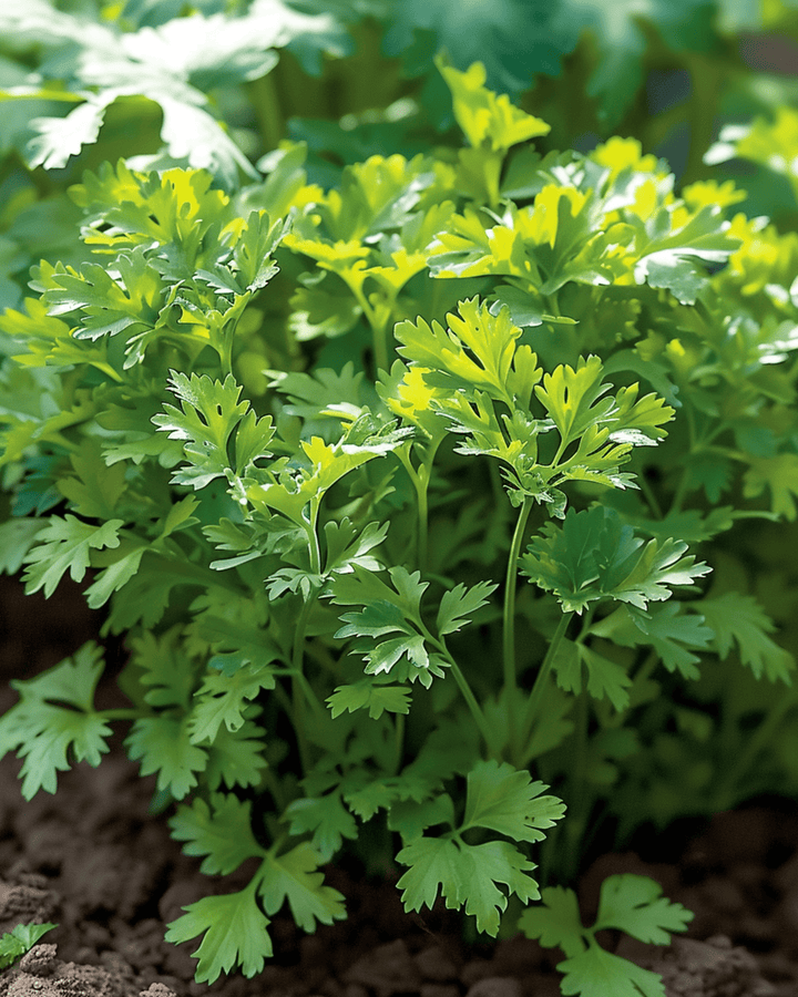 Chervil Fine Curled seeds (Anthriscus cerefolium) – annual