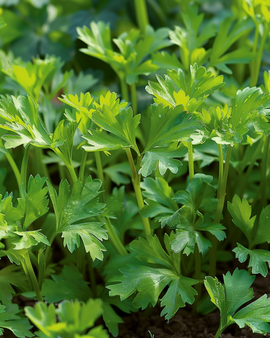 Winter Chervil Seeds Anthriscus Cerefolium Vertissimo Annual Vegetable