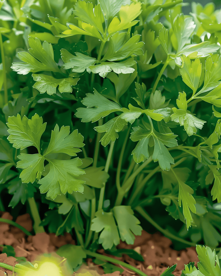 Parsley Amsterdamse Snij seeds (Petroselinum crispum) – annual herb