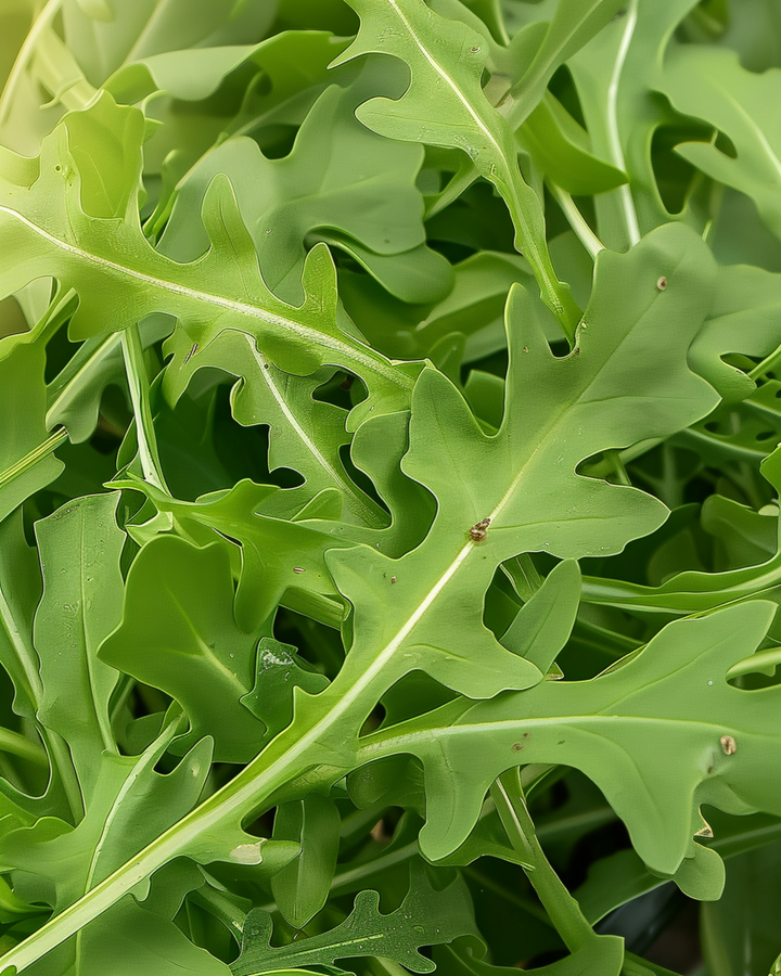 Wild Rocket Leaf Green seeds (Diplotaxis tenuifolia) – perennial vegetable
