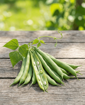 Pole Bean Mechelse Tros 25g (Phaseolus vulgaris) – annual vegetable seeds from SeedsChoice