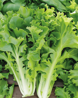 Endive Seeds Batavian Green Cichorium Endivia Annual