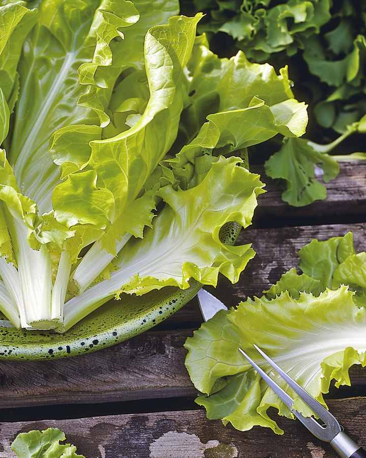 Endive Blonde A Coeur Plein seeds (Cichorium endivia) – annual vegetable