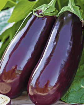 Eggplant Seeds Violetta Lunga 2 Solanum Melongena Annual Long Purple