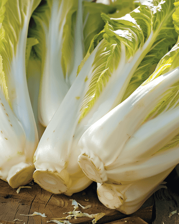 Chicory Brussels seeds (Cichorium intybus) – biennial vegetable