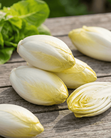 Chicory Zoom F1 Witloof (Cichorium intybus) – biennial vegetable seeds from SeedsChoice