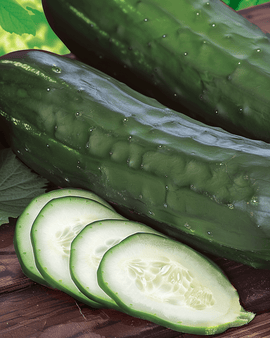 Cucumber Johanna Seeds Cucumis Sativus Annual Variety Slicing Cucumber