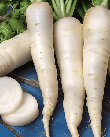 Radish April Cross F1 seeds (Raphanus sativus) – annual vegetable