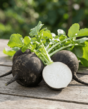 Spanish Black Round Winter Radish (Raphanus sativus) – annual vegetable seeds from SeedsChoice