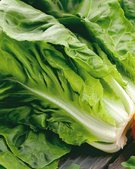 Cos Lettuce Seeds Lactuca Sativa Annual Blanke Zelfsluitende