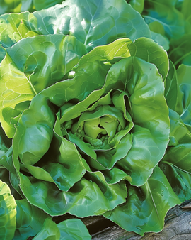 Lettuce Milan Seeds Lactuca Sativa Annual Variety