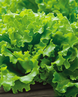 Salanova Lettuce Seeds Vicinity Lactuca Sativa Annual