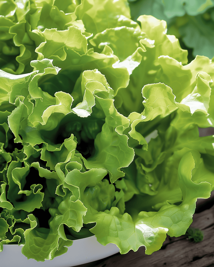 Leaf Lettuce Australian Yellow seeds (Lactuca sativa) – annual vegetable