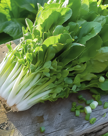 Leaf Lettuce Witte Dunsel Salad Greens seeds (Lactuca sativa) – annual vegetable