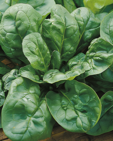 Summer Spinach Bazaroet seeds (Spinacia oleracea) – annual vegetable