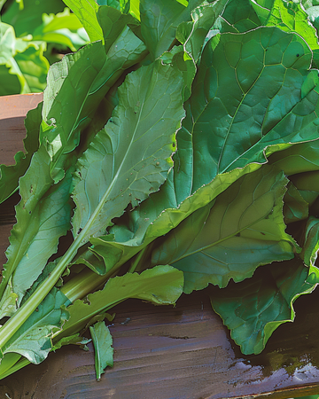 Sorrel Spinach seeds (Rumex patientia) – perennial vegetable