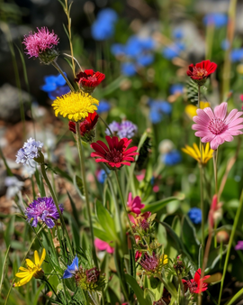Meadowflowers Seeds Mix 50g Annual Perennial Native Wildflower Blend