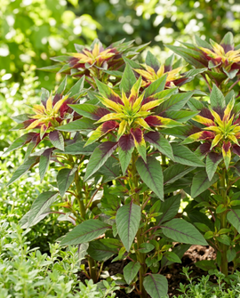 Amaranthus Tricolor Seeds Amaranthus Tricolor Annual 40cm