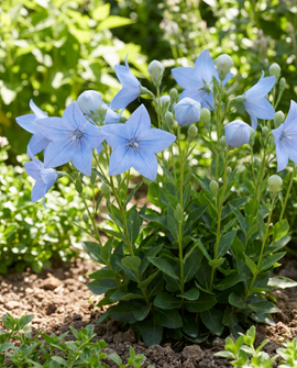 Platycodon Grandiflorus Seeds Perennial Balloon Flower