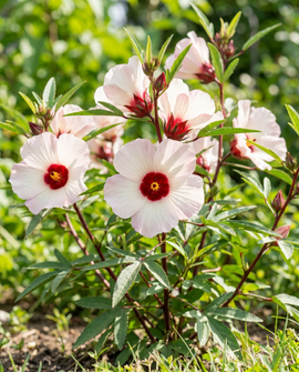 Roselle Seeds Hibiscus Sabdariffa Annual Flowers